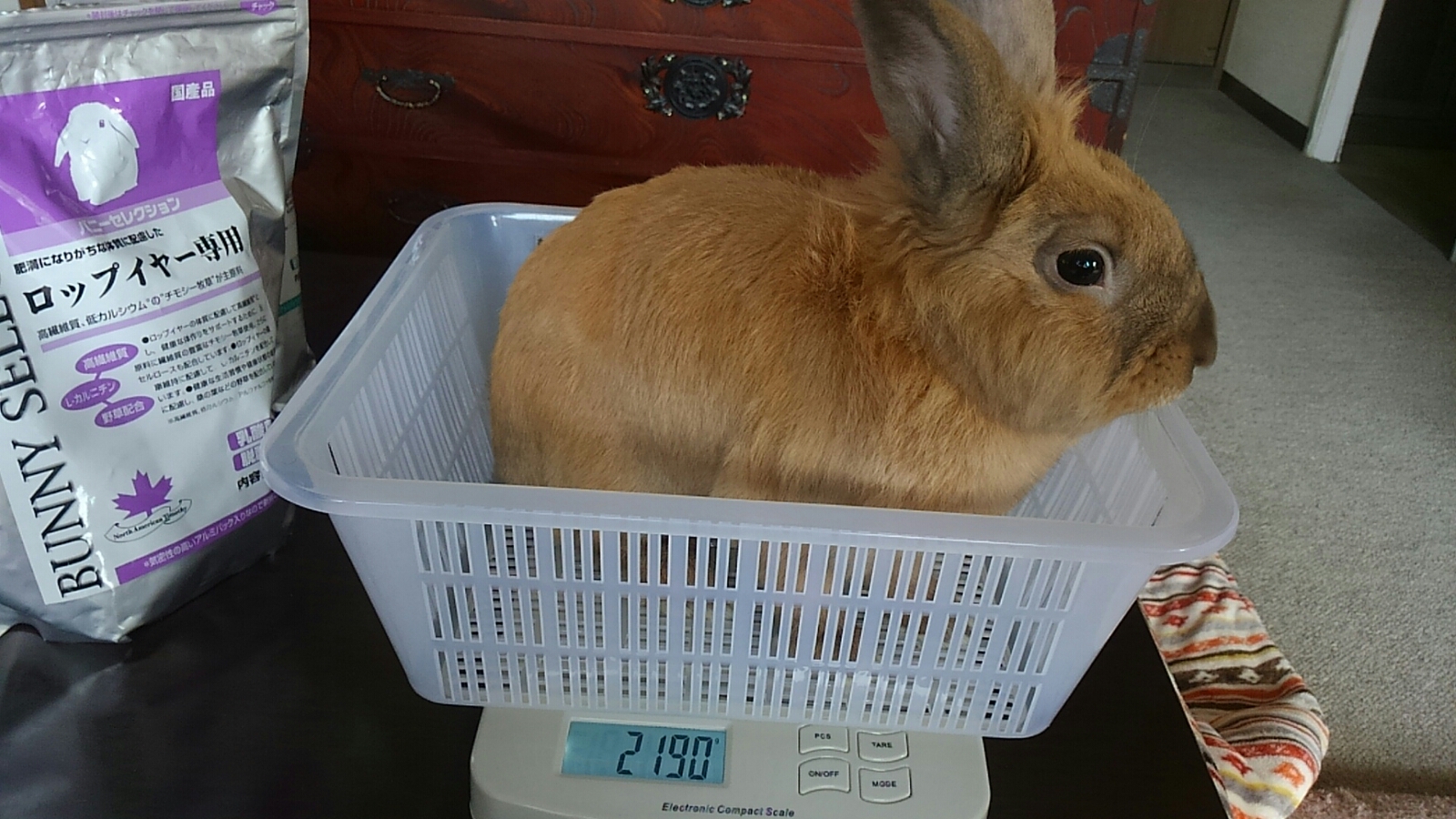 まだまだ大きくなるよ 白うさぎレオちゃん Powered By ライブドアブログ