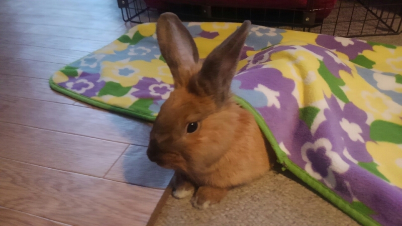 目覚ましウサギ 白うさぎレオちゃん Powered By ライブドアブログ