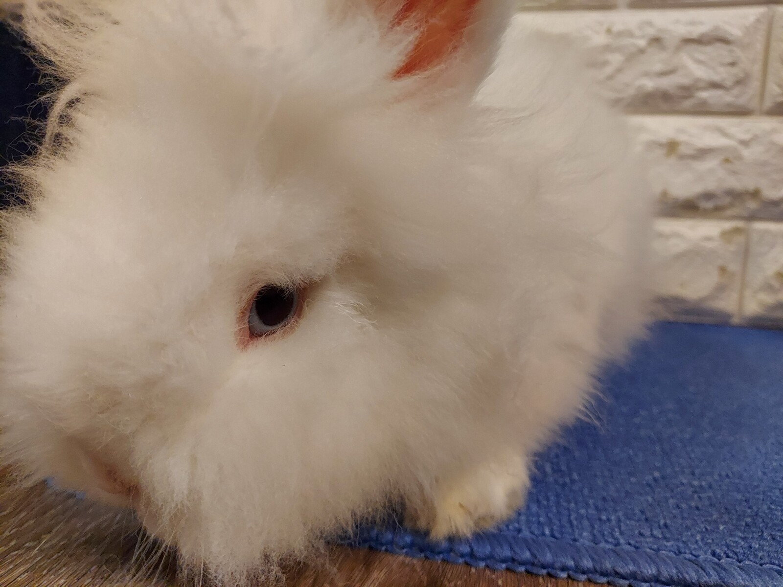 毛繕い 白うさぎレオちゃん Powered By ライブドアブログ