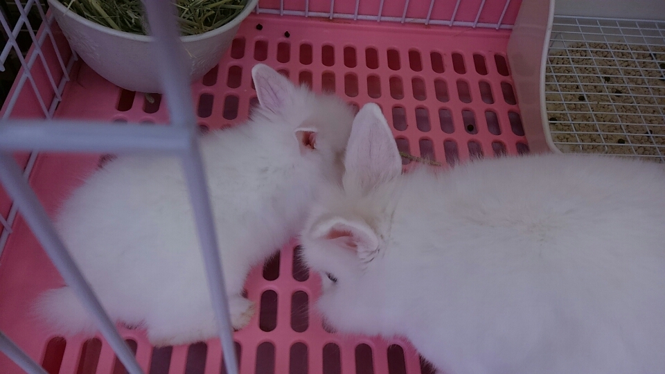白ちゃんお迎え 白うさぎレオちゃん