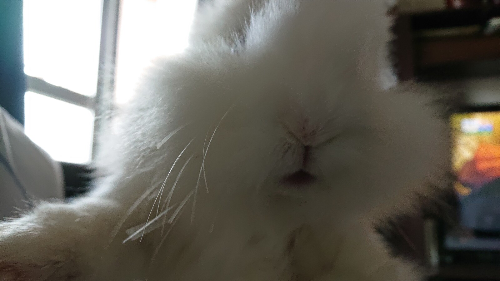 レオちゃんのモグモグがたまらん 白うさぎレオちゃん Powered By ライブドアブログ