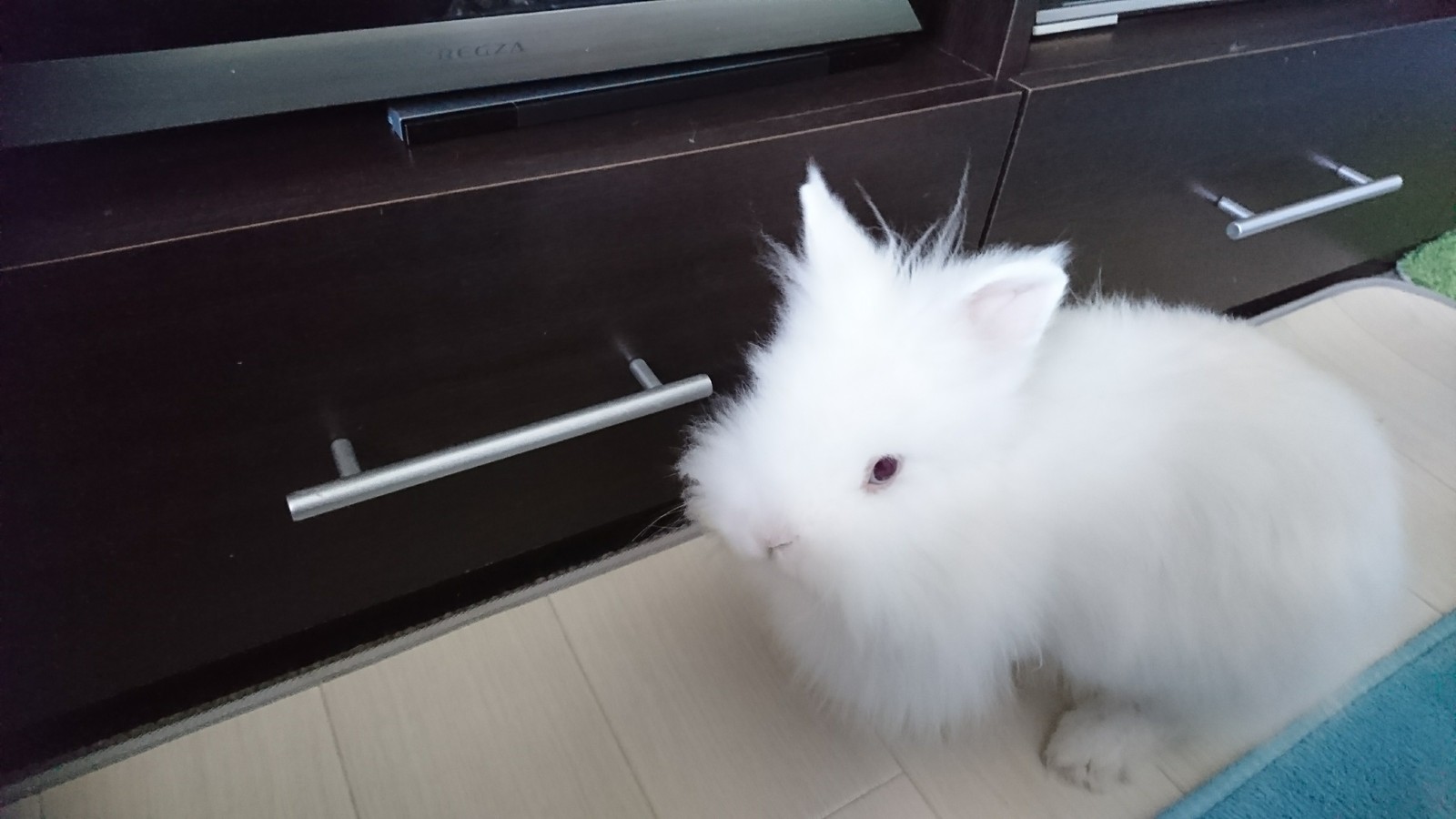 レオちゃんの部屋んぽ 白うさぎレオちゃん Powered By ライブドアブログ レオちゃんの部屋んぽ 白うさぎレオちゃん Powered By ライブドアブログ