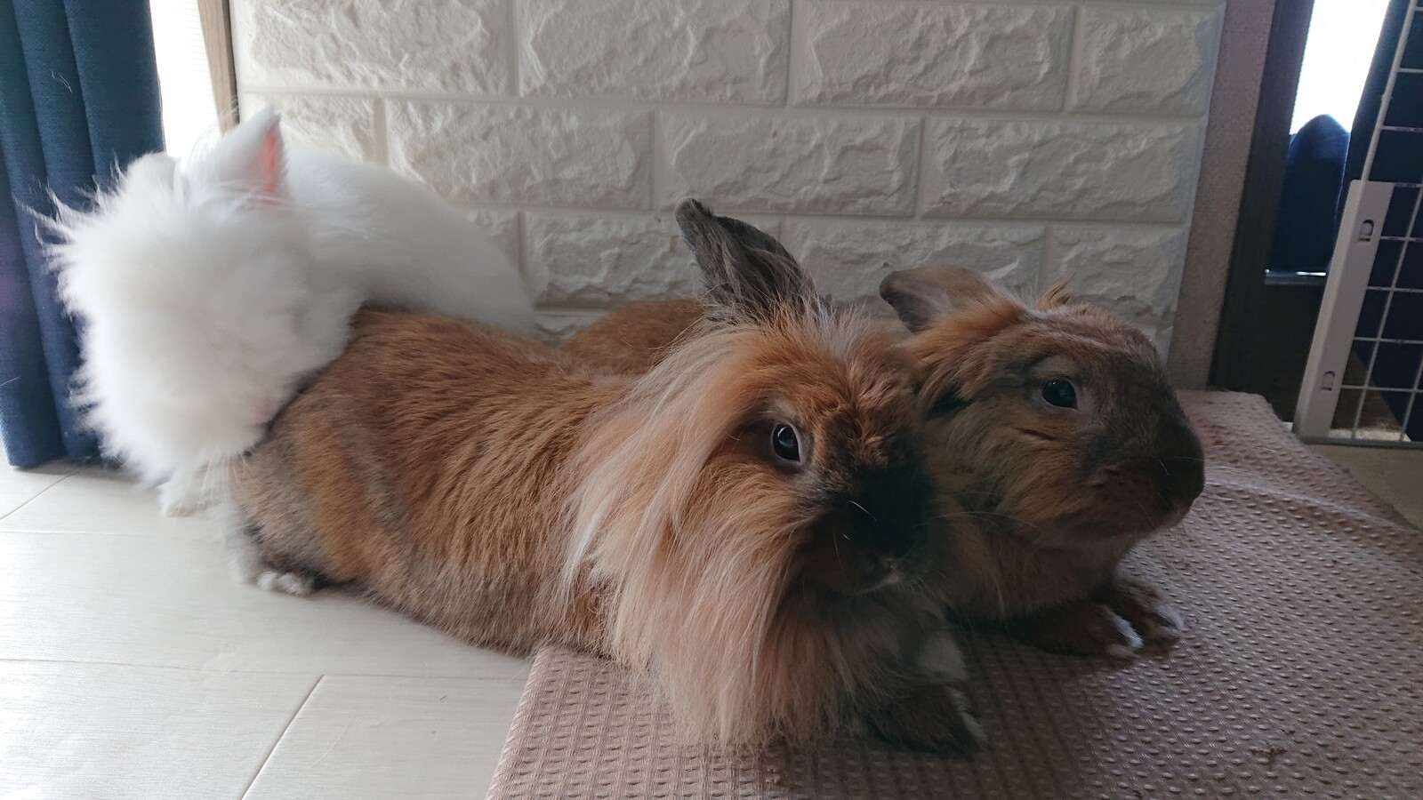 マウンティングするの 白うさぎレオちゃん Powered By ライブドアブログ