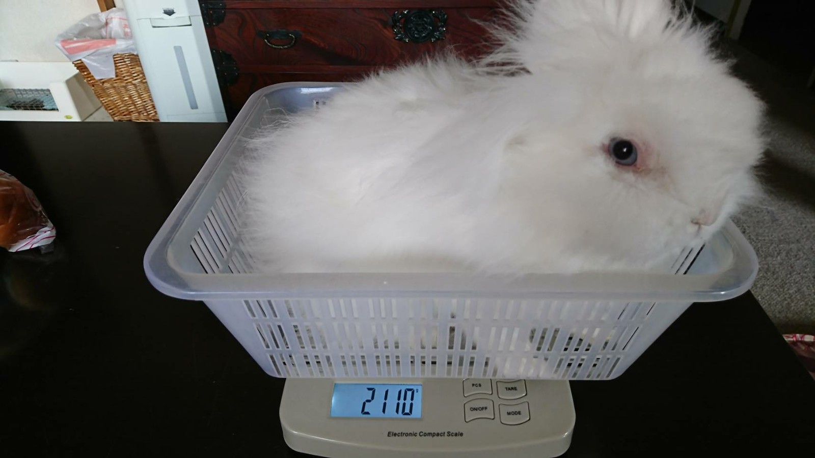久しぶりの体重測定 白うさぎレオちゃん Powered By ライブドアブログ