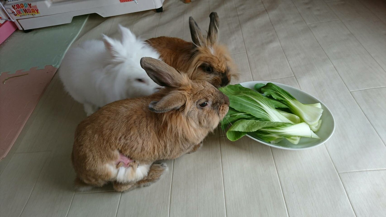 家族でチンゲン菜 白うさぎレオちゃん Powered By ライブドアブログ