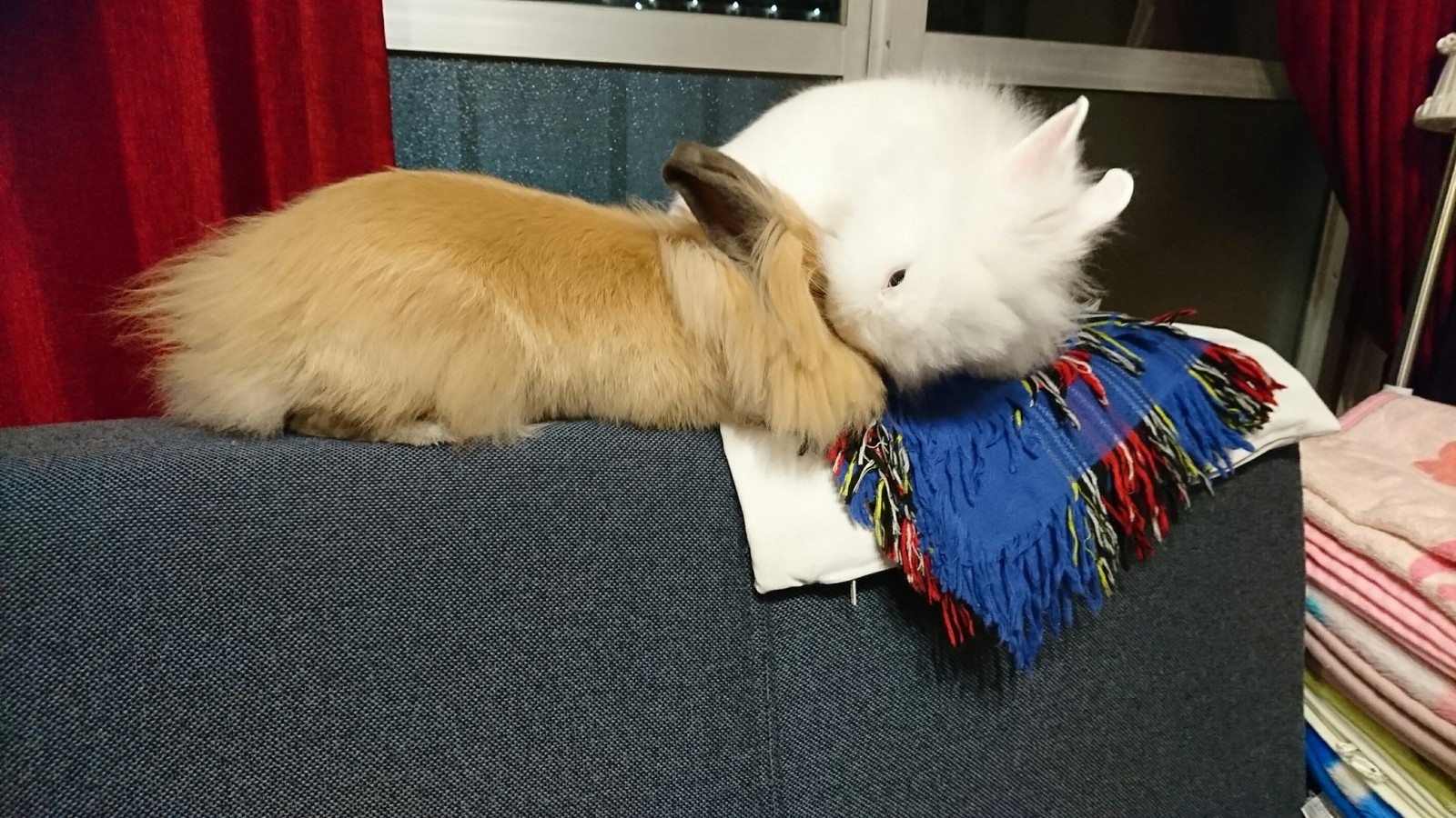 換毛期のラビたん 白うさぎレオちゃん Powered By ライブドアブログ