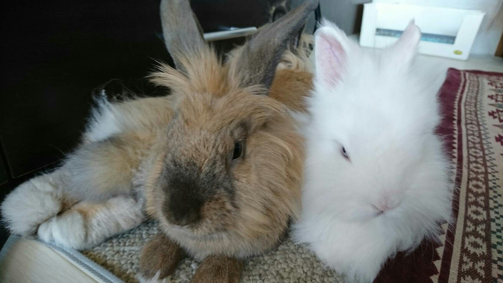 少しの間お別れです 白うさぎレオちゃん