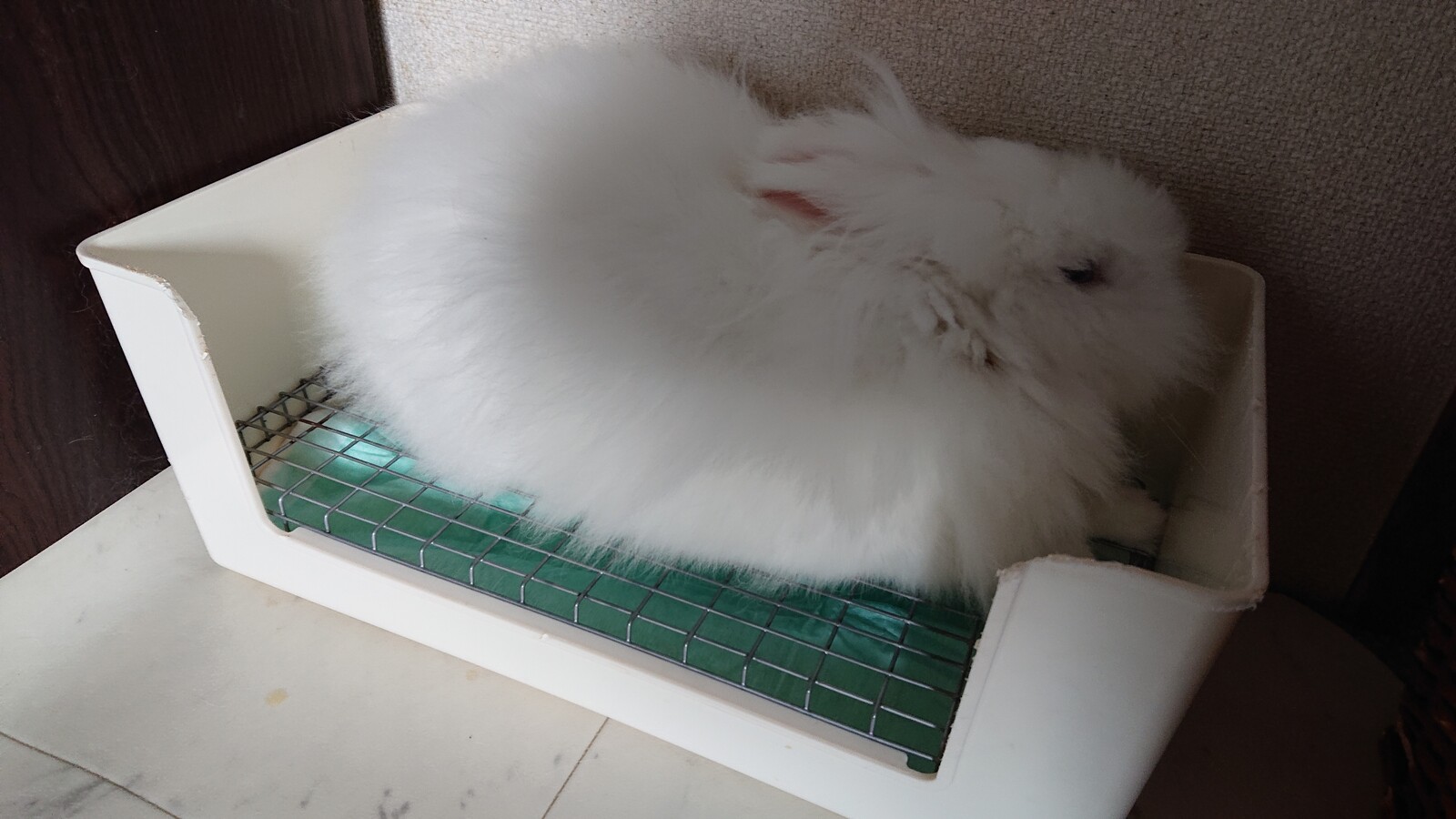 レオちゃん体調不良からの復活 白うさぎレオちゃん Powered By ライブドアブログ