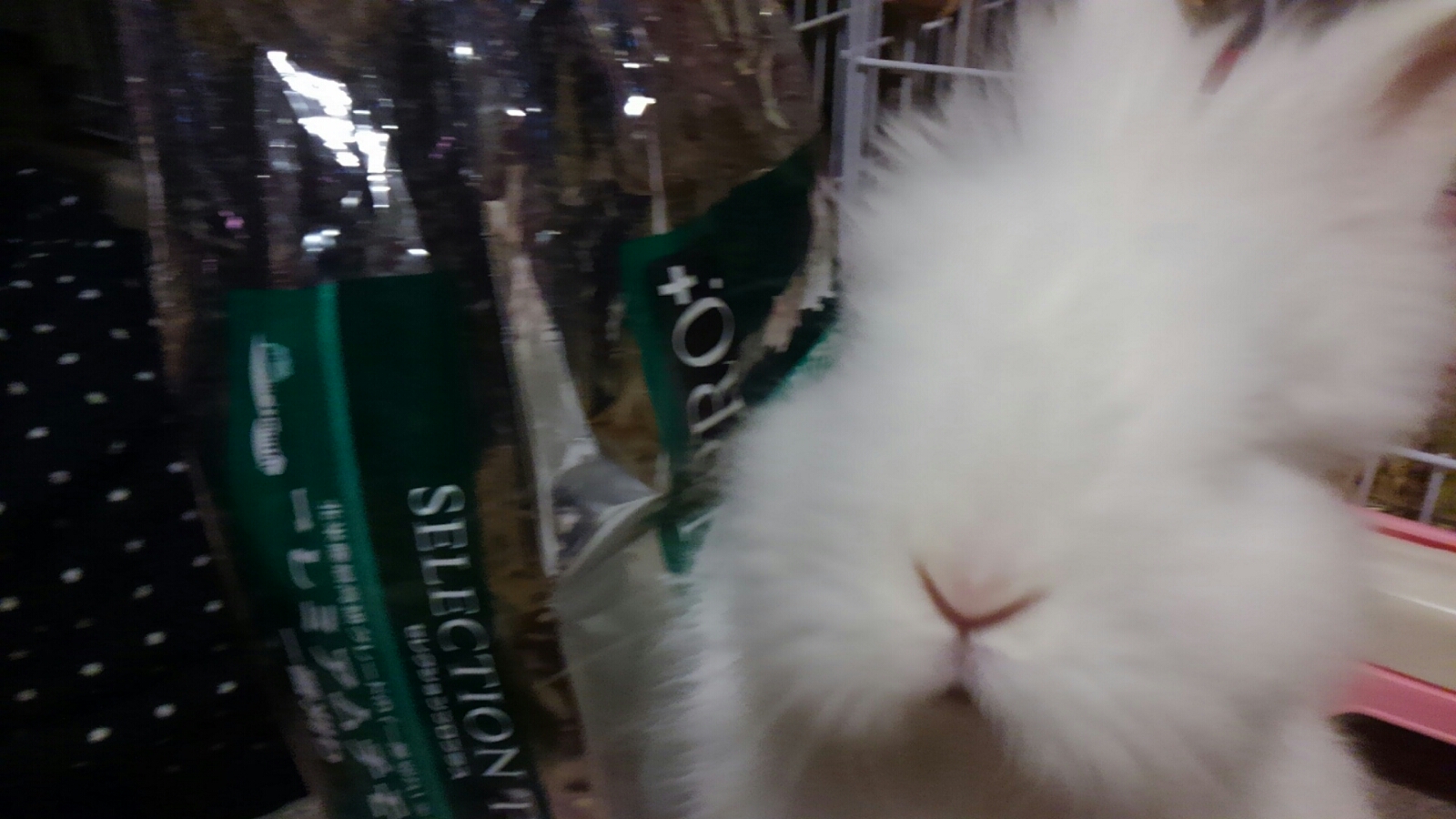 チモシーくれくれウサギとカクカクウサギ 白うさぎレオちゃん Powered By ライブドアブログ