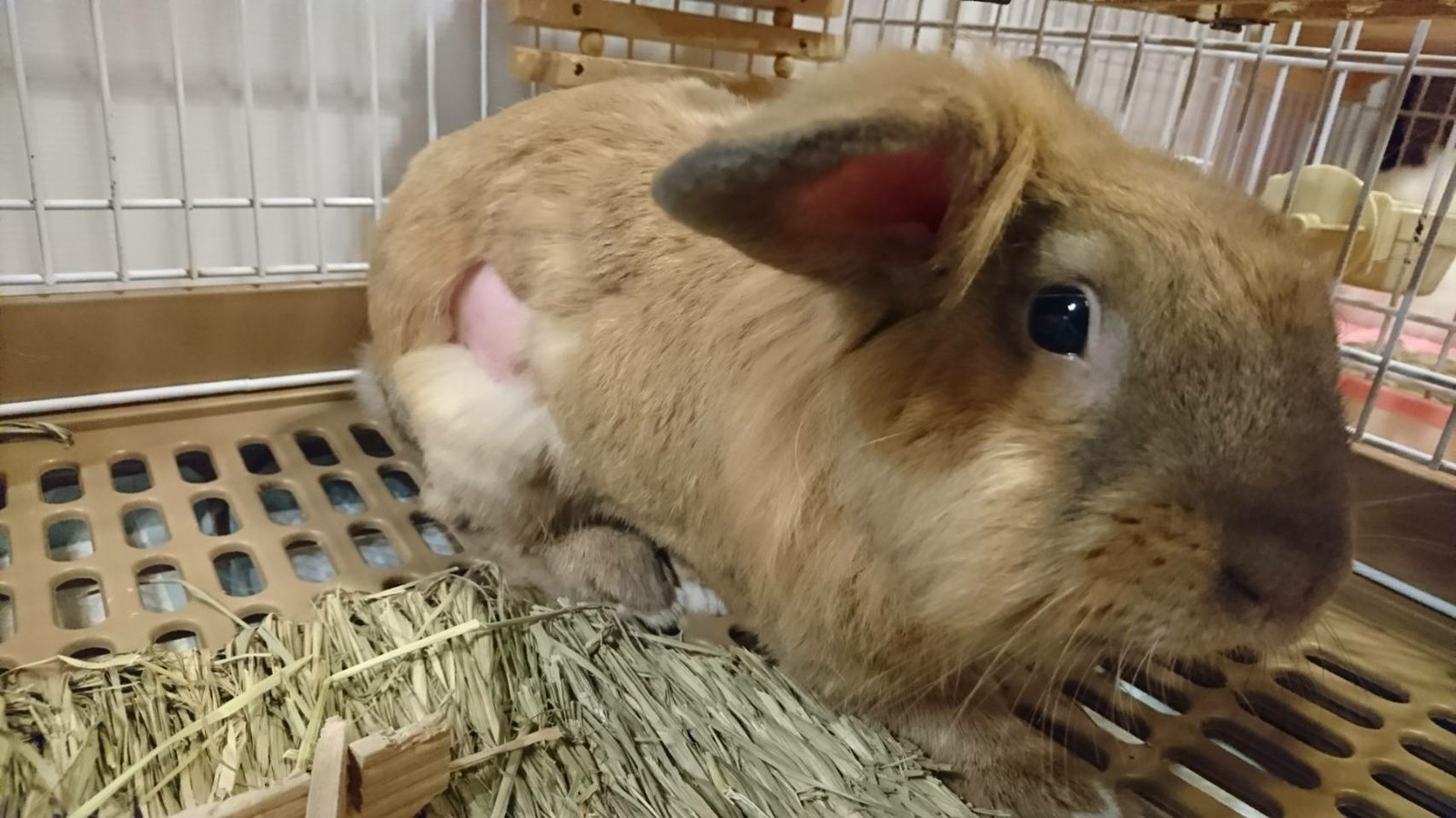 ラビたんゴメンね 白うさぎレオちゃん Powered By ライブドアブログ