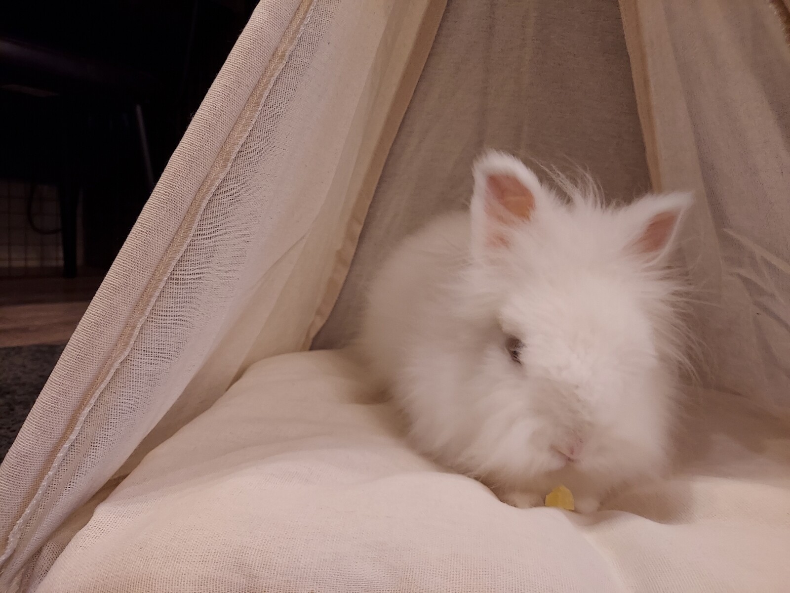 ありがとうございます 白うさぎレオちゃん Powered By ライブドアブログ