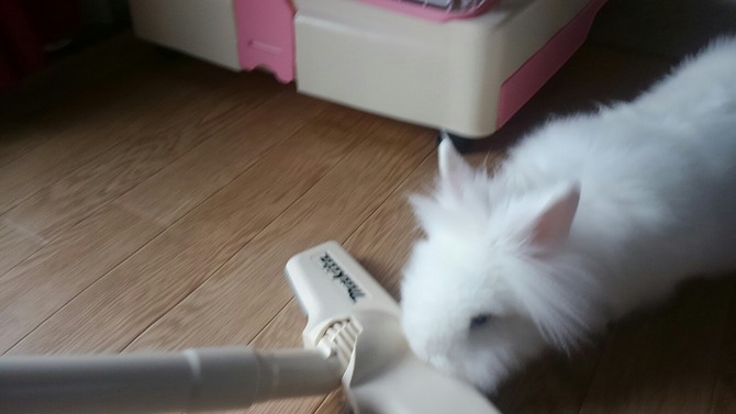 ウサギ 白うさぎレオちゃん Powered By ライブドアブログ