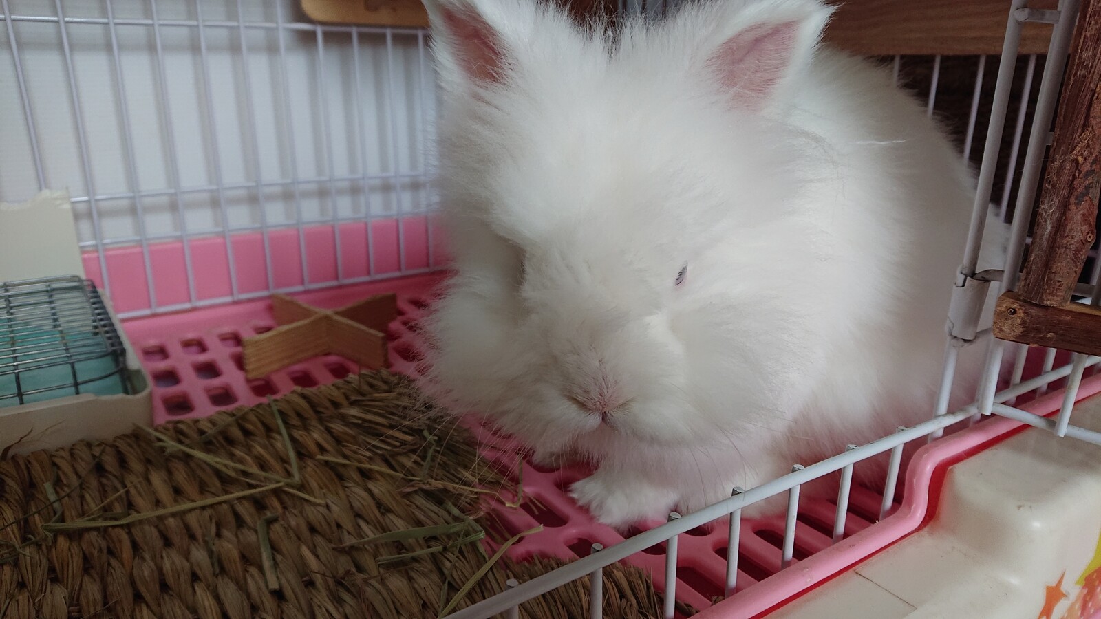 レオちゃんのモグモグがたまらん 白うさぎレオちゃん Powered By ライブドアブログ