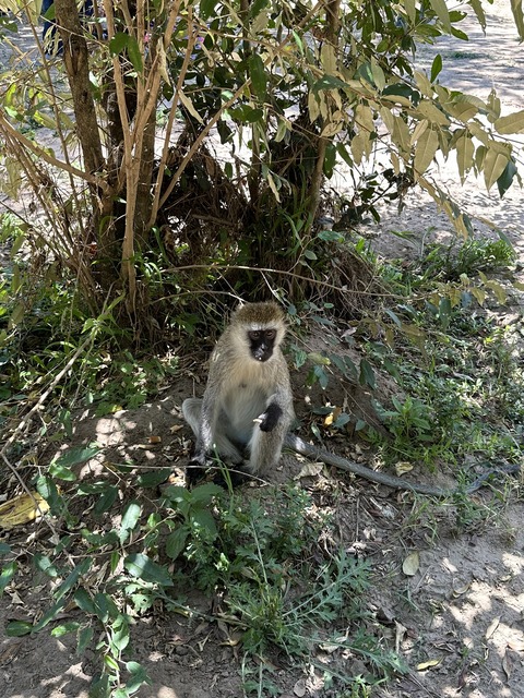 【サルさん】男性観光客のズボンの下に“バナナ”を見つけたサル、その後の行動に大爆笑（タイ）＜動画あり＞