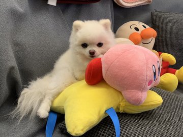 【悲劇】ワイ独身男性(35)、大量のぬいぐるみに囲まれて今日も就寝