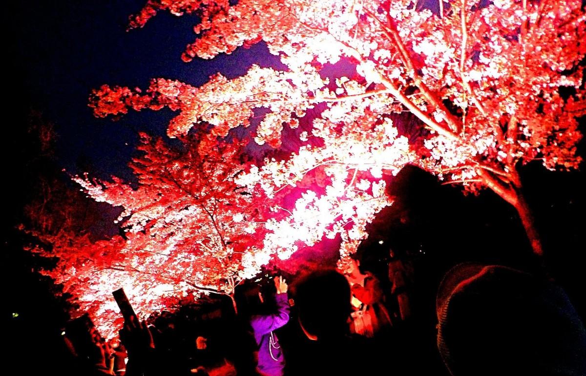 【桜祭り】東京足立：舎人公園の千本桜まつりが開催中！桜の木が1000本以上が美しい花見スポット３月２３日（土）・２４日（日）
