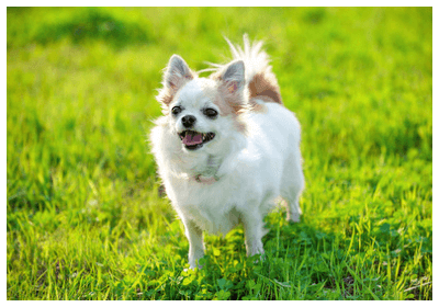 犬を飼うと認知症発症が激減　なお猫は？