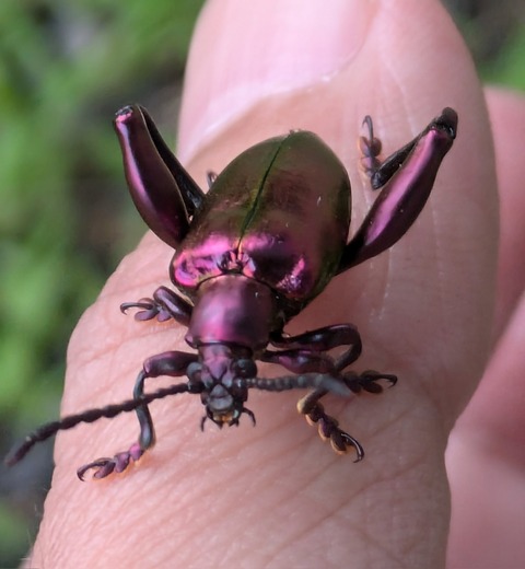 【昆虫食】昆虫は食べて駆除する時代へ…見た目の抵抗感がない「フェモラータオオモモブトハムシ」の注目度が上昇中「殻も有効できる昆虫」