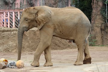 【客観】最強動物ランキング2024：思ったよりも詳しいスレ