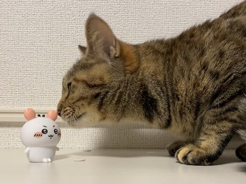 最近ちいかわにハマったんやけどこれいつ頃から人気出てきてたの？