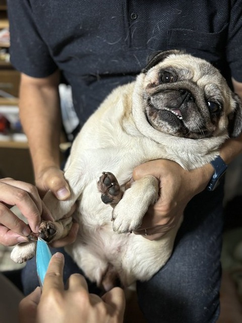この世の終わりみがすごい！爪切りで絶叫する犬（要音声）