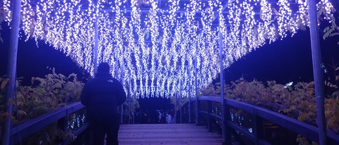 【関東三大イルミネーション】栃木：日帰り可能「あしかがフラワーパーク」の魅力を探る！「光の花の庭10月中旬～2月中旬」