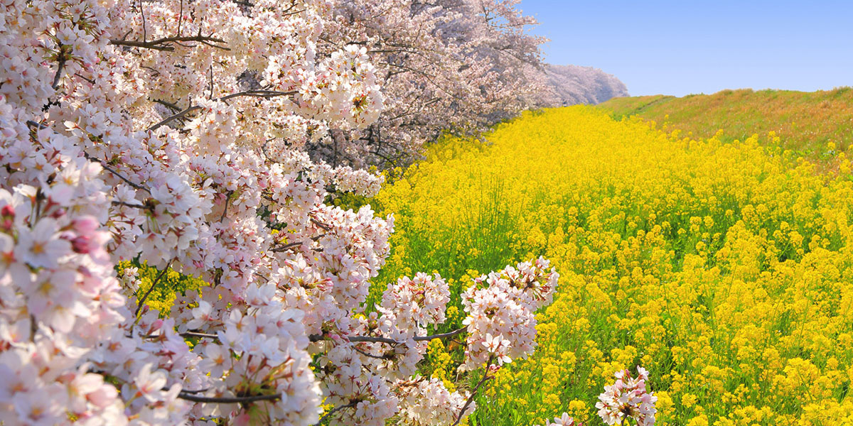 【桜祭り】埼玉：嵐山さくらまつり　2024年3月23日（土）～4月7日（日）