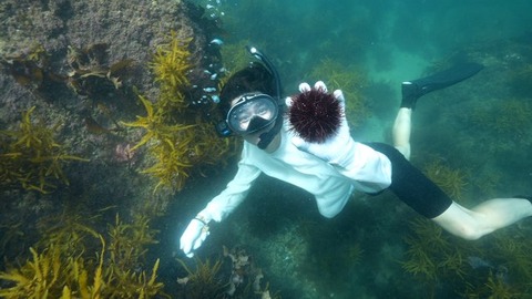 『DASH』新プロジェクト始動　森本慎太郎が発見したアカウニを極上の献上品に