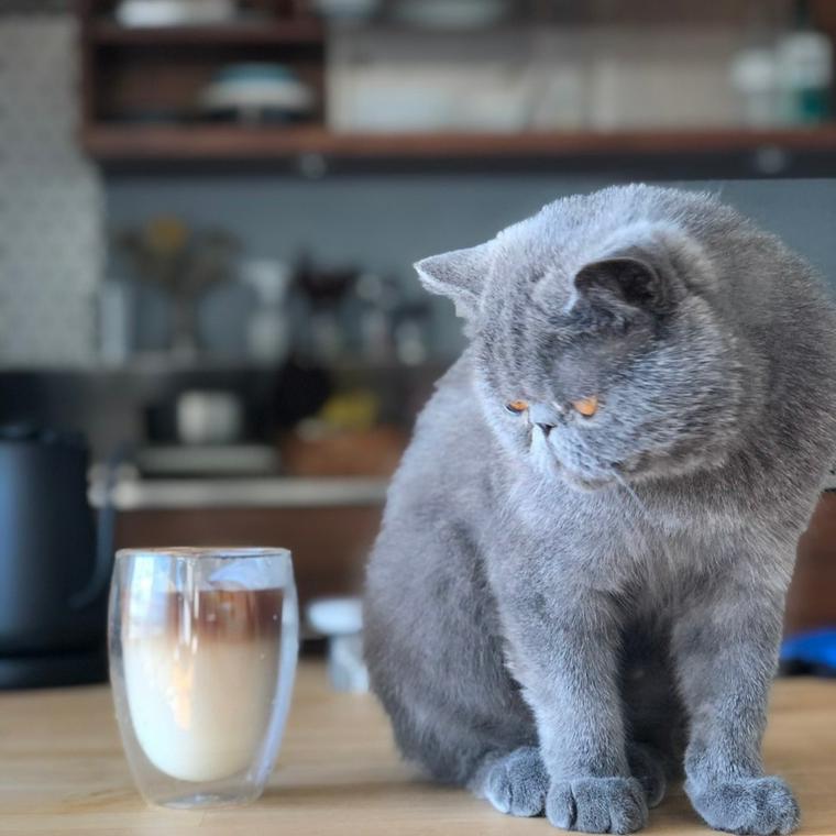 猫が椅子に座り「コーヒーはまだかにゃ？」　絵本から飛び出してきたような佇まいに「なんて紳士なの！」【米】 | ニコニコニュース