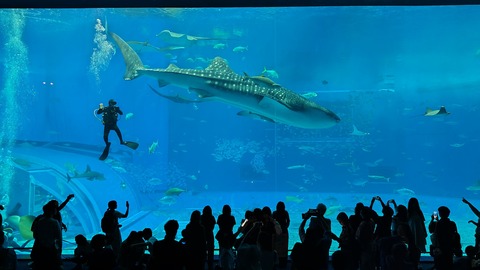 日本の巨大水族館ランキング：トップ5の必見スポット「やっぱりジンベイザメはダントツ」