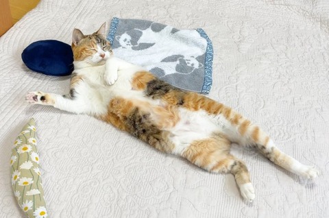 ねこ（あったかい）