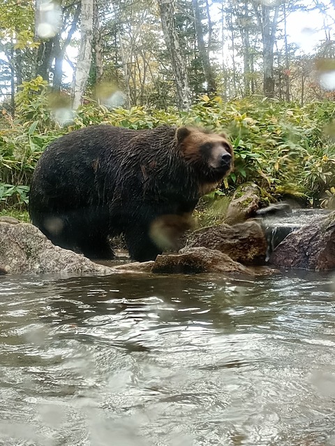 ヒグマが普通にいる北海道とかいう秘境「山で住む人がすげぇよ・・・」