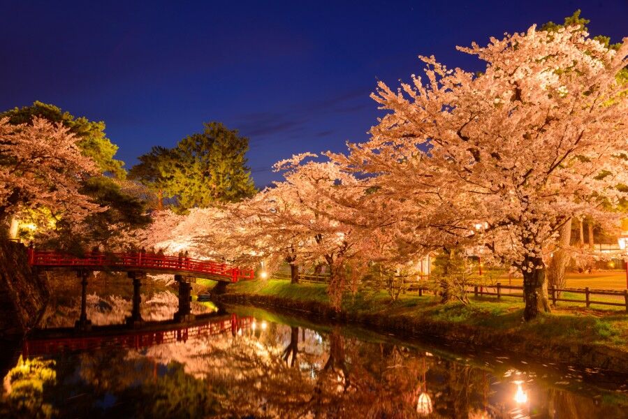 「国の天然記念物」近ければ是非行ってほしい【日本三大桜＆日本五大桜】見逃せない桜の美しさ！一度は訪れたい名所