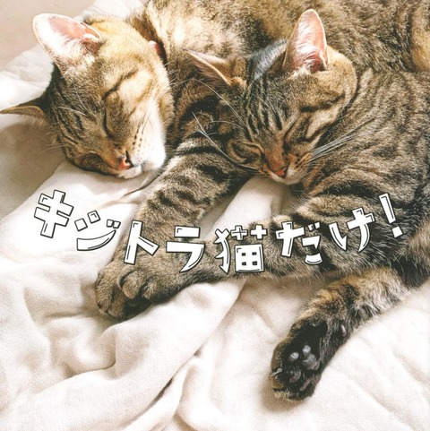 71EbpjeGYiL._SL1003_