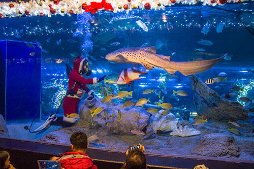 「しながわ水族館」裏側潜入ツアーで秘密のバックヤードを徹底解剖！驚きの一面が明らかに！