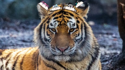 【画像】ホロライブに、ついにお笑い担当が！！「虎金妃笑虎」