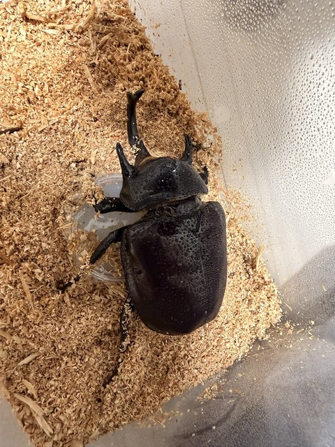 ホロライブの桃鈴ねねちゃん子供達を公開