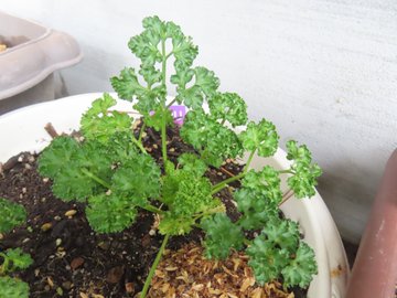 ３大これ好きなヤツ絶対嘘やろ？って食べ物「パクチー」「パセリ」