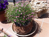 DSCF0053