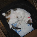 ���ʥ���