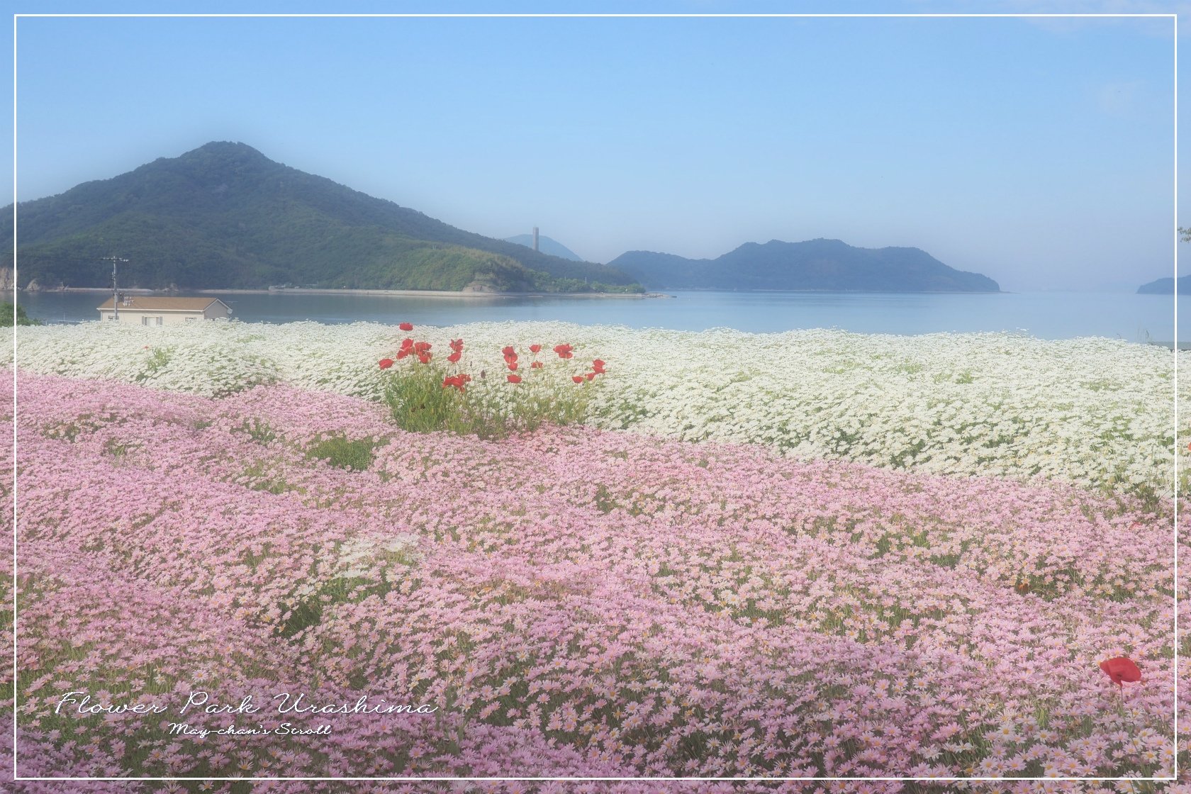 フラワーパーク浦島 めいちゃんのお散歩3 ちょっとそこまで フラワーパーク浦島 めいちゃんのお散歩3 ちょっとそこまで