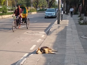 bangladeshi puppies (2)