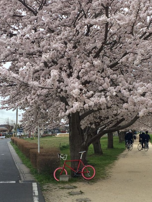 桜