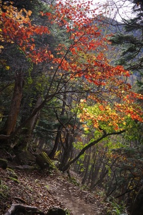 IMGP2655 (カスタム)