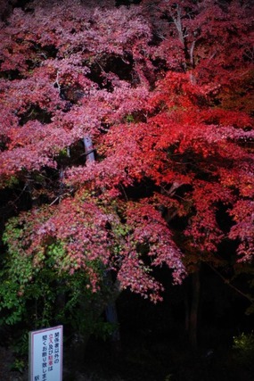 IMGP2928 (カスタム)