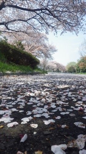 イメージ 6