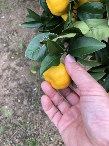 IMG_6627 (カスタム)