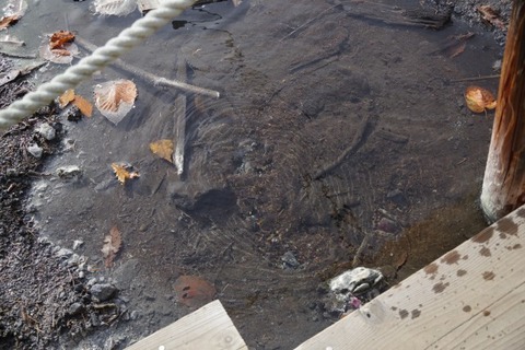 IMGP2668 (カスタム)