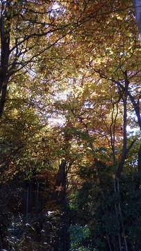 PB080211 (360x640)