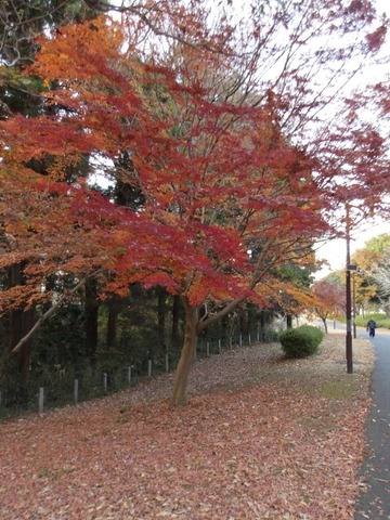 100_0144 (カスタム)